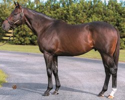 stallion Fury Kapcori xx (Thoroughbred, 2010, from Tiznow xx)