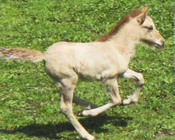 horse Eldjarn vom Hirschberg (Iceland Horse, 2012, from Sjoli fra Dalbae)