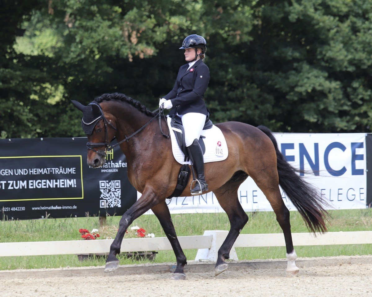 dressage horse Rock Hill 2 (Rhinelander, 2013, from Rock Forever NRW)