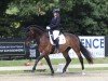 dressage horse Rock Hill 2 (Rhinelander, 2013, from Rock Forever NRW)