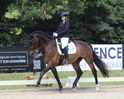 dressage horse Rock Hill 2 (Rhinelander, 2013, from Rock Forever NRW)