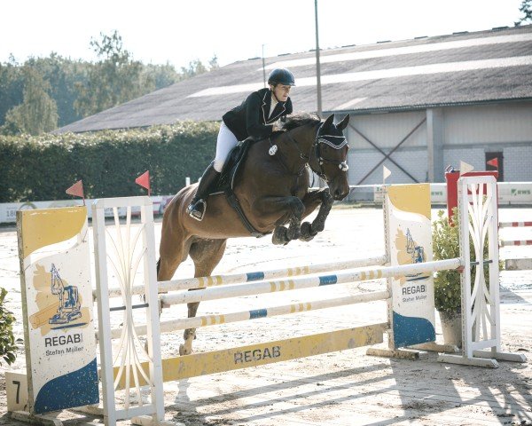 dressage horse Quintero 31 (Hanoverian, 2010, from Quintender 2)