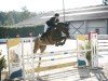 dressage horse Quintero 31 (Hanoverian, 2010, from Quintender 2)