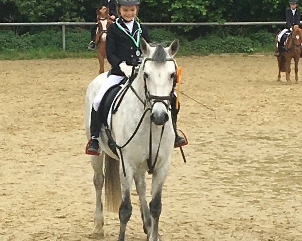 dressage horse Ballygill Dawn (Connemara Pony, 2013, from Gwennic de Goariva)