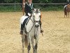 dressage horse Ballygill Dawn (Connemara Pony, 2013, from Gwennic de Goariva)