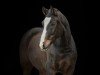 dressage horse Champion D´esprit (German Riding Pony, 2015, from FS Champion de Luxe)