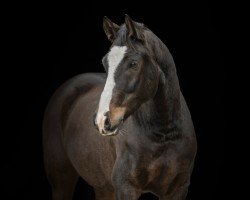 dressage horse Champion D´esprit (German Riding Pony, 2015, from FS Champion de Luxe)