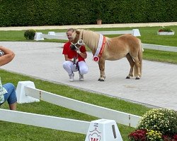 broodmare Ross Vita (Shetland Pony, 2017, from Romino v. Backemoor)