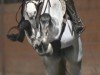 jumper Aigner les Jumeaux (Zangersheide riding horse, 2018, from Andiamo Semilly)