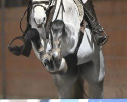 jumper Aigner les Jumeaux (Zangersheide riding horse, 2018, from Andiamo Semilly)