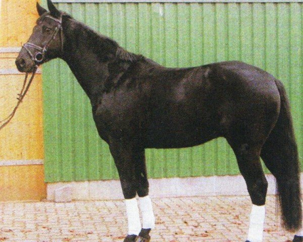 Pferd Certainly Gold (Hannoveraner, 2003, von Certain)