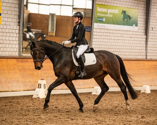 Dressurpferd Spurzel (Deutsches Sportpferd, 2020, von Secret)