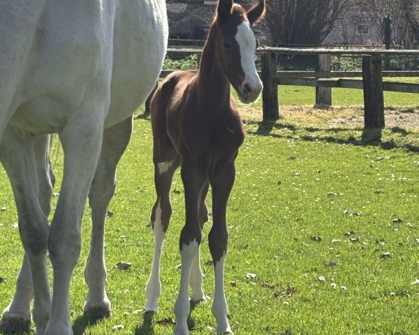 foal by Elliot (Westphalian, 2025, from Ermitage Kalone)