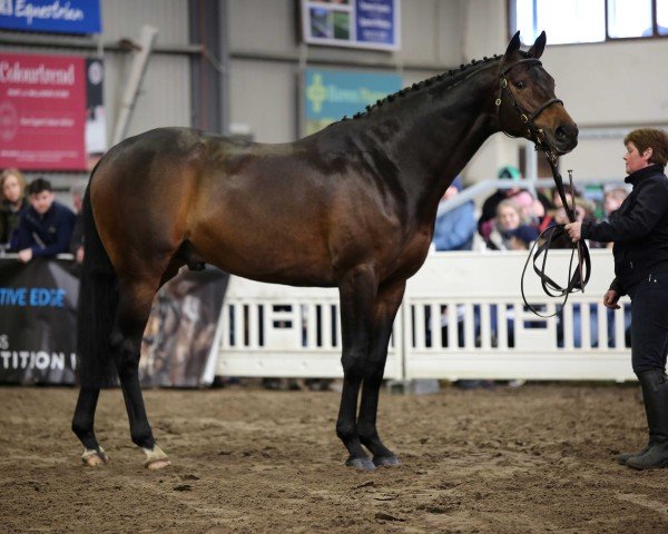 stallion Jack the Robin xx (Thoroughbred, 2015, from Robin de la Maison xx)
