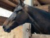 jumper Diana 1132 (Hanoverian, 2008, from Desperados FRH)