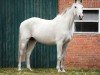 Springpferd Adele (Holsteiner, 2008, von Clarimo Ask)