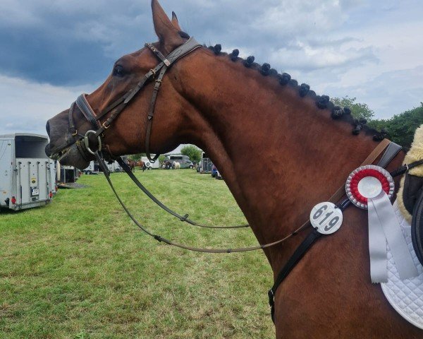 jumper Pasqualino 4 (Hanoverian, 2020, from Perigueux)