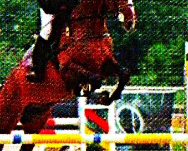 horse Paso Doble 37 (Holsteiner, 2003, from Paramount)