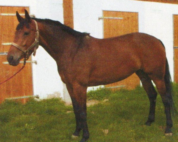 jumper Lady Luna (Saxony-Anhaltiner, 1998, from Landrebell)