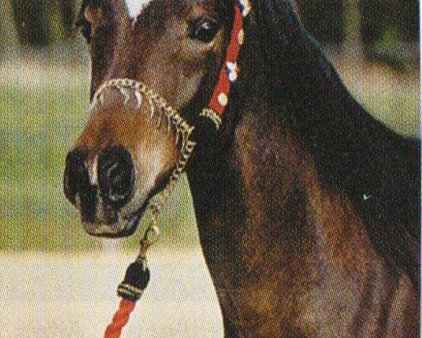 horse Anisa (Arabian, 2003, from Maamoon Azeem ox)