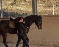 horse Ludwig Le Bon (German Horse, 2020, from Louis le Bon)