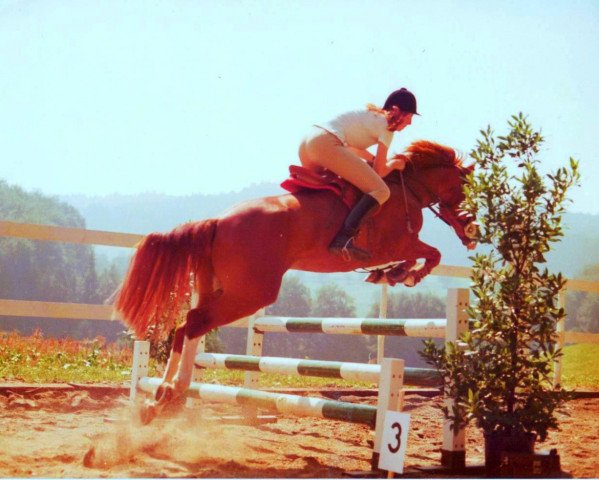 Springpferd Six-Pence (New-Forest-Pony, 1970)