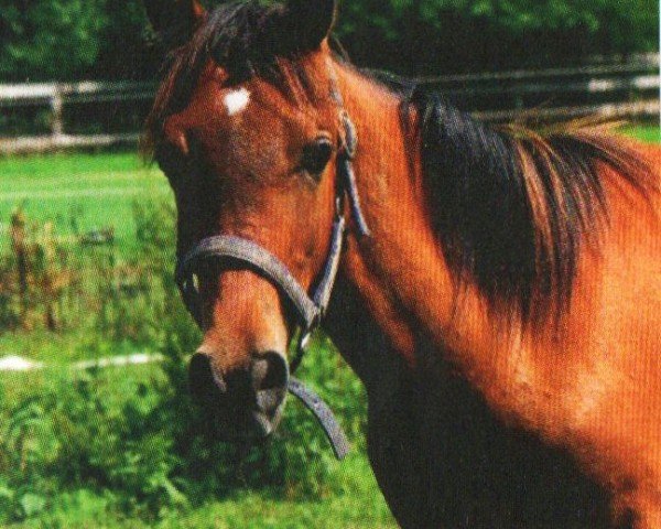 horse Nadeer (Arabian, 2010, from SHAIMONIET ox)