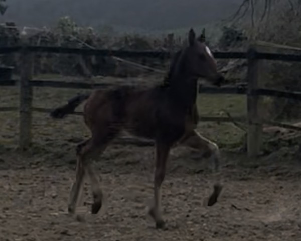 foal by Emiliana Weltina (Westphalian, 2025, from Extreme U.S.)