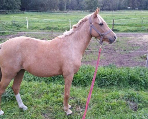 Dressurpferd Die Kleine Feine Dame CS (Deutsches Reitpony,  , von Diamantenglanz AT)