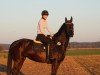 jumper Brenda Gold (Hanoverian, 2018, from Blackstage)