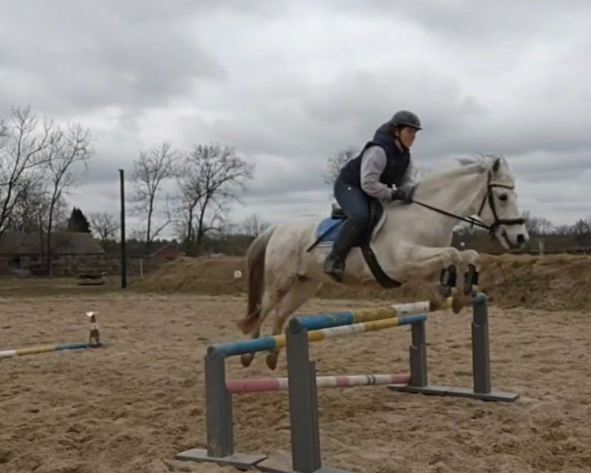 Springpferd Sunshine's Classic Blue (Deutsches Reitpony, 2011)