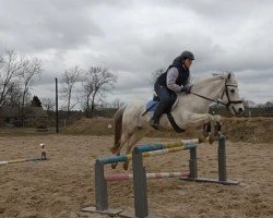 jumper Sunshine's Classic Blue (German Riding Pony, 2011)