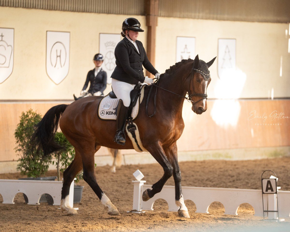 dressage horse Just in Time 34 (German Sport Horse, 2015, from Jake Johnson)