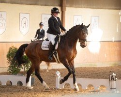 dressage horse Just in Time 34 (German Sport Horse, 2015, from Jake Johnson)