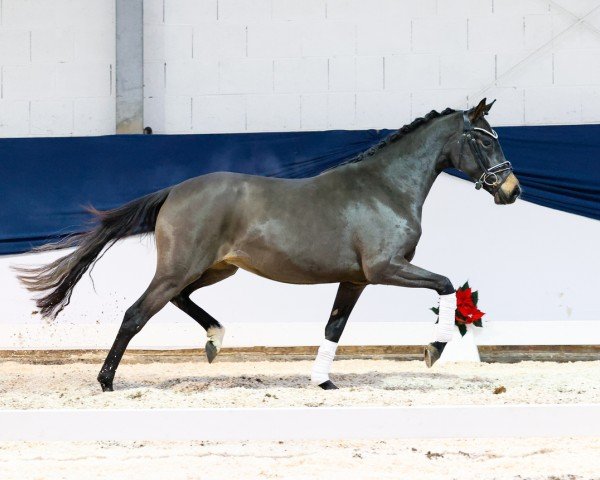 dressage horse Coco Chanel K (German Riding Pony, 2022, from Cosmopolitan NRW)