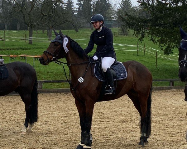 Springpferd Carlina 40 (Holsteiner, 2014, von Cormint)