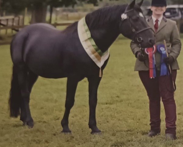 stallion Knavesash Polaris (New Forest Pony, 2015, from Peronne Palaver)