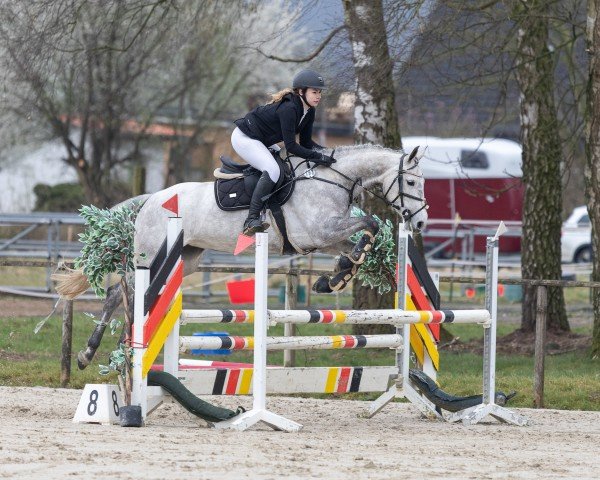 Springpferd El Cayada (Deutsches Sportpferd, 2019, von Cayado 3)