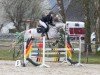 Springpferd El Cayada (Deutsches Sportpferd, 2019, von Cayado 3)