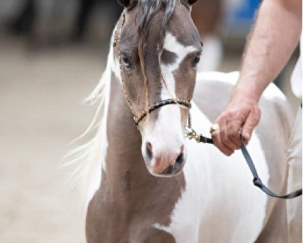 horse Silver Raindrops of Dolisa (American Miniature Horse,  , from Triple KS Echos Rowdy Buck)