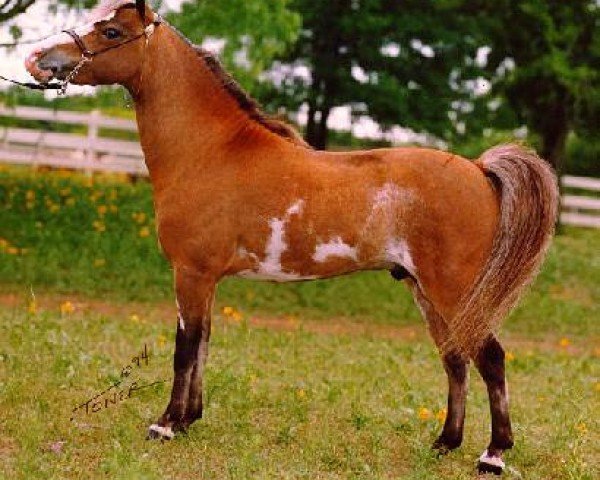 Deckhengst NFC Impressives Streaker (American Miniature Horse, 1990, von NFC Rowdys Impressive)