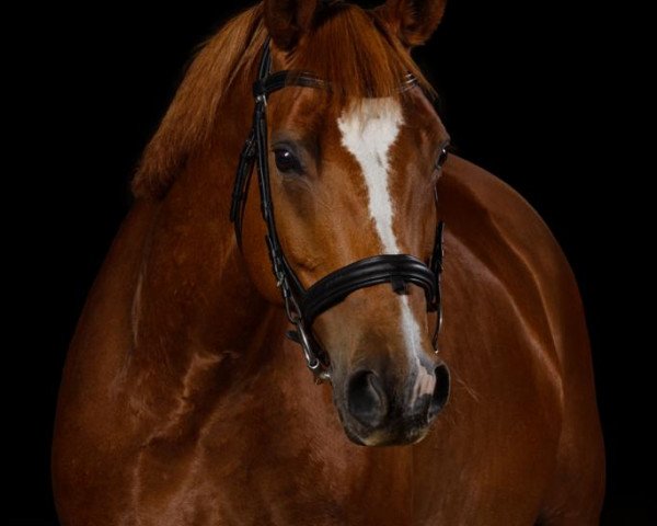 dressage horse Rokcana (Hanoverian, 2010, from Rotspon)