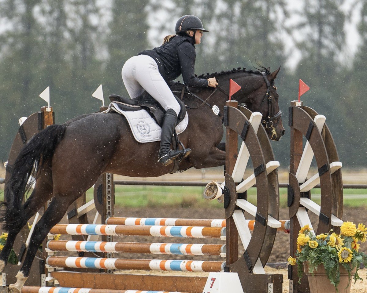 Pferd Inkognito (Trakehner, 2020, von Osiander)