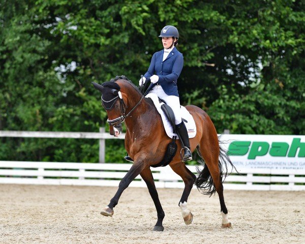 dressage horse Grande Speranza (Oldenburg, 2014, from Grey Flanell)