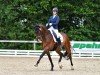 Dressurpferd Grande Speranza (Oldenburger, 2014, von Grey Flanell)
