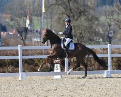 dressage horse Bella Ducati (German Sport Horse, 2019, from Don Martillo)