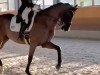Springpferd Jackpot 40 (KWPN (Niederländisches Warmblut), 2014, von UB 40)