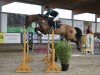 jumper Jessy's Boy (KWPN (Royal Dutch Sporthorse), 2014, from Cachas)