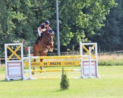 jumper Carlos 736 (German Sport Horse, 2009, from Calido I)