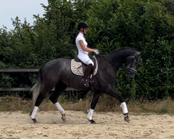 Dressurpferd Goldzauber (Trakehner, 2020, von Zauberreigen)